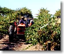 Joe and Gino Perata harvesting