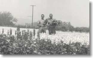Ventura Brothers in the Flower Field, 1950's